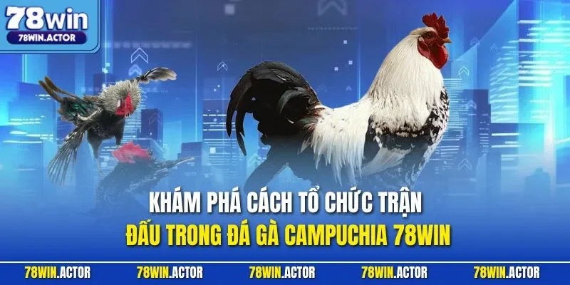 Khám phá cách tổ chức trận đấu trong đá gà Campuchia 78WIN