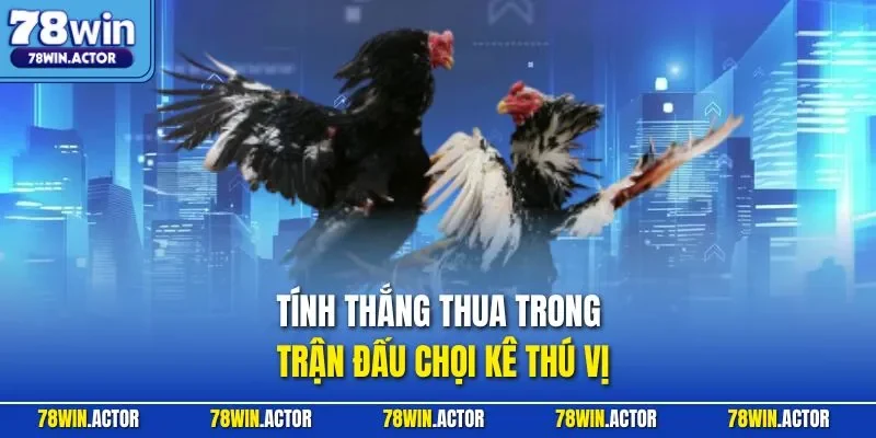 Tính thắng thua trong trận đấu chọi kê thú vị